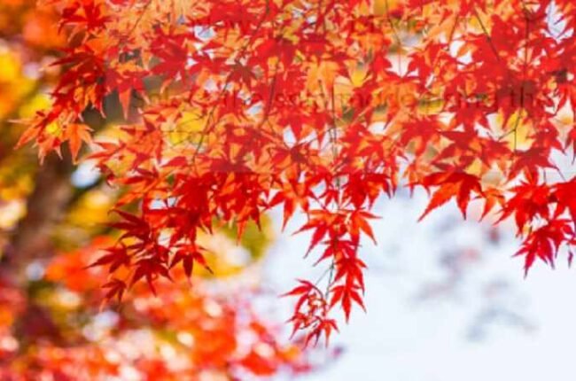 Japanese Maple
