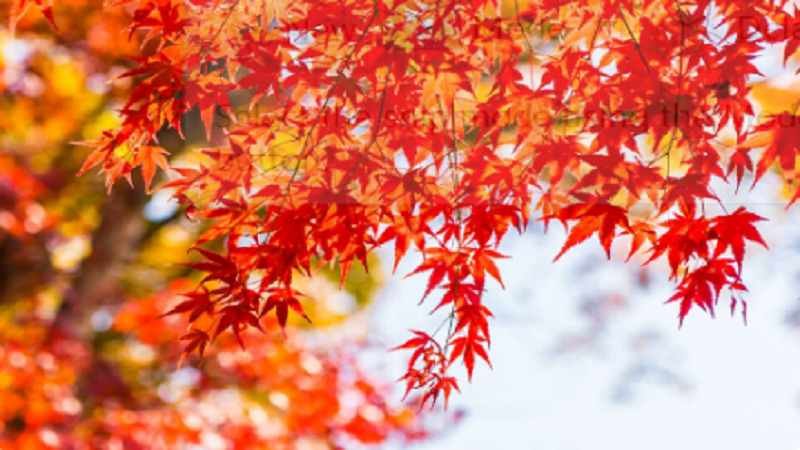 Japanese Maple